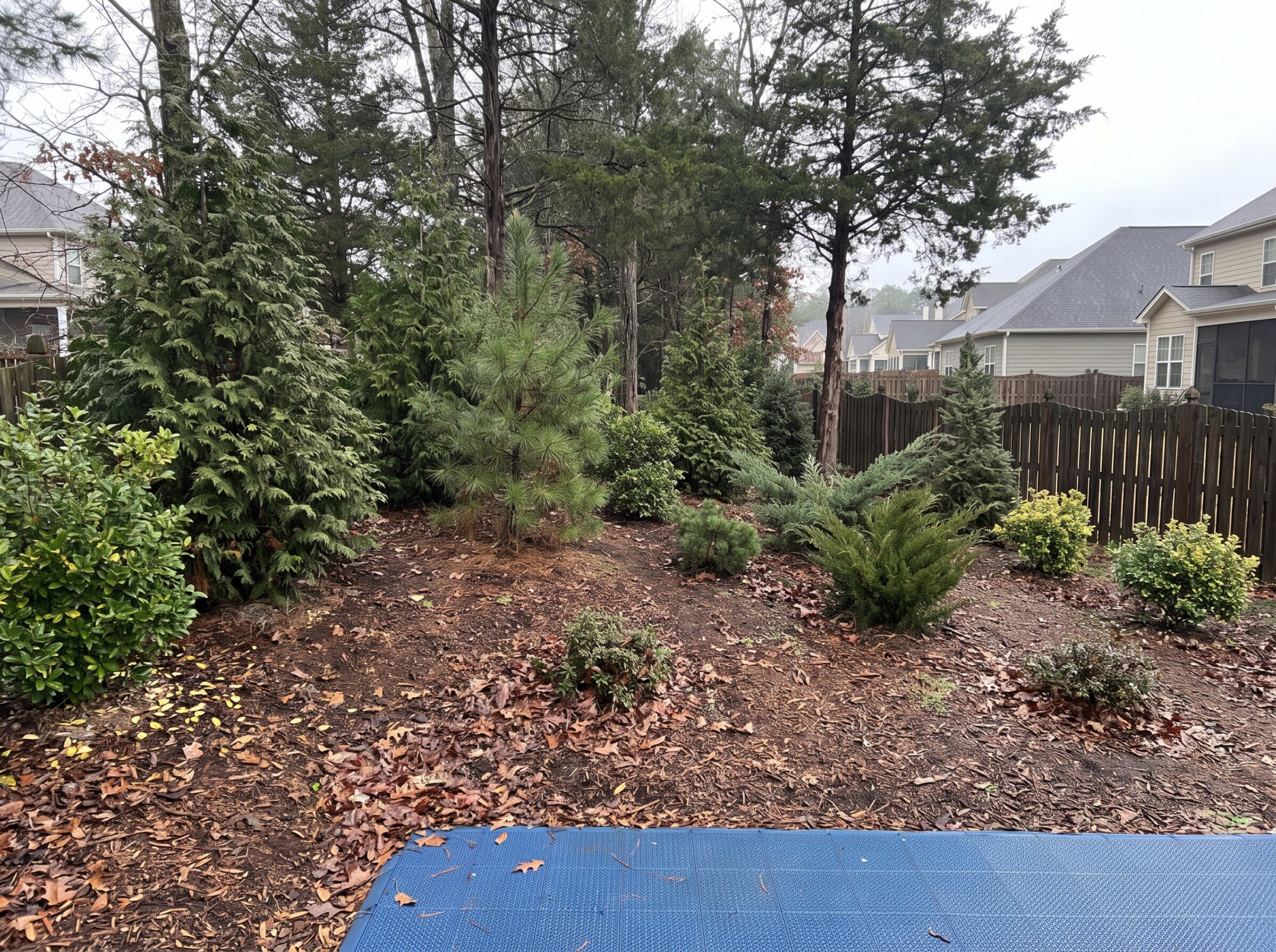 Landscaped earth berm planted with dense cedar and evergreen shrubs between the back fence of an outdoor court and neighbouring backyards
